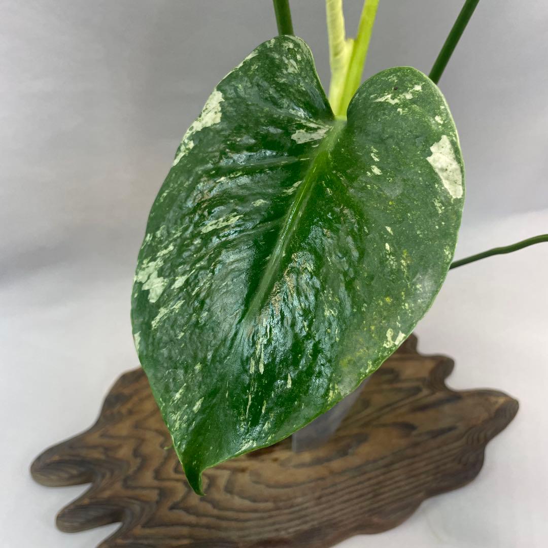a105ホワイトモンスター 天津蘭 モンステラ斑入り - メルカリ