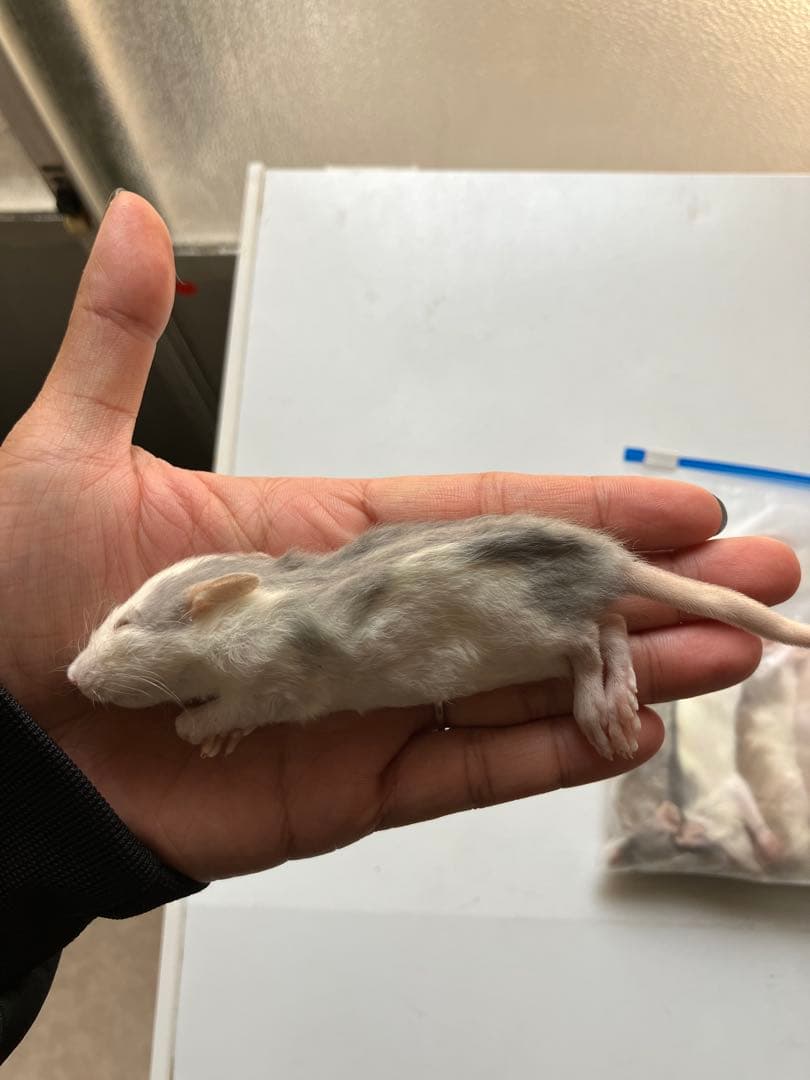 TN冷凍ラット 30~40g 40匹＋50~60g 30匹 冷凍ラット 50サイズ | ネズミ屋さん