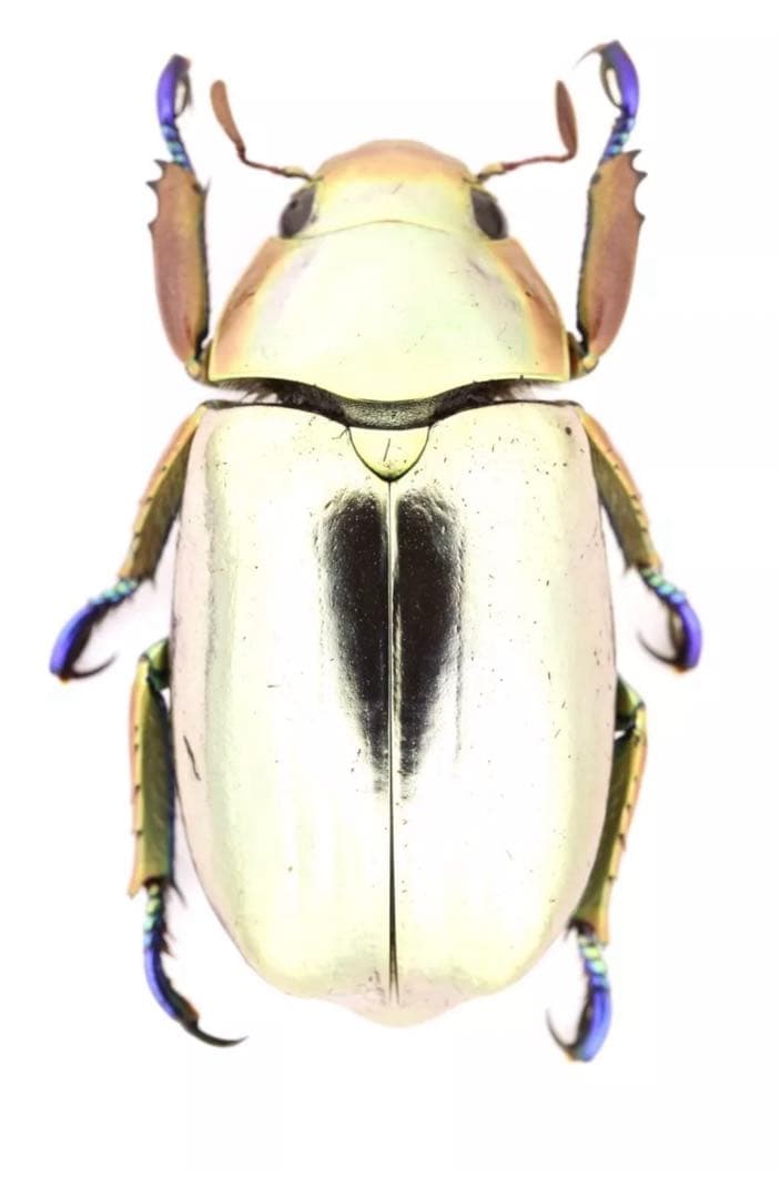クルサルギレアプラチナコガネ！標本！130 クルサルギレアプラチナコガネ！標本！35 - メルカリ