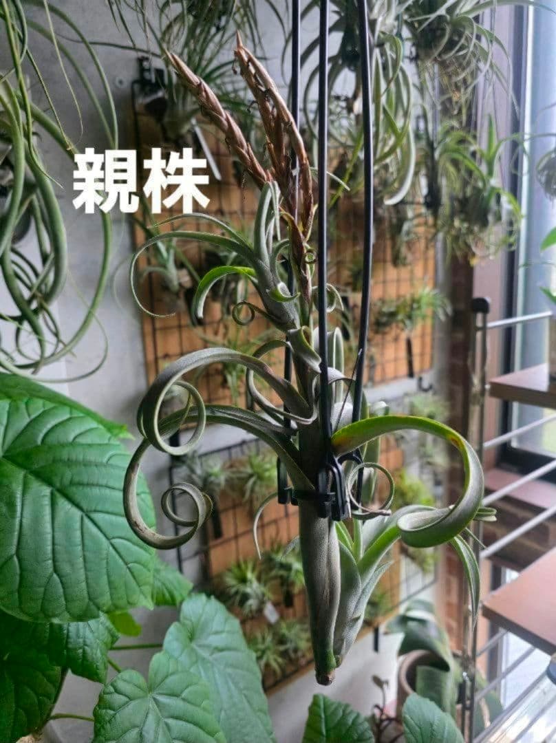 チランジア カーリースリム】親株はヴィヴィパラ 希少 エアープランツ