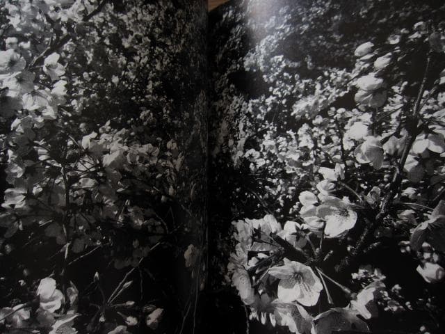 ANGO 森山大道 Daido Moriyama 直筆サイン入り - メルカリ