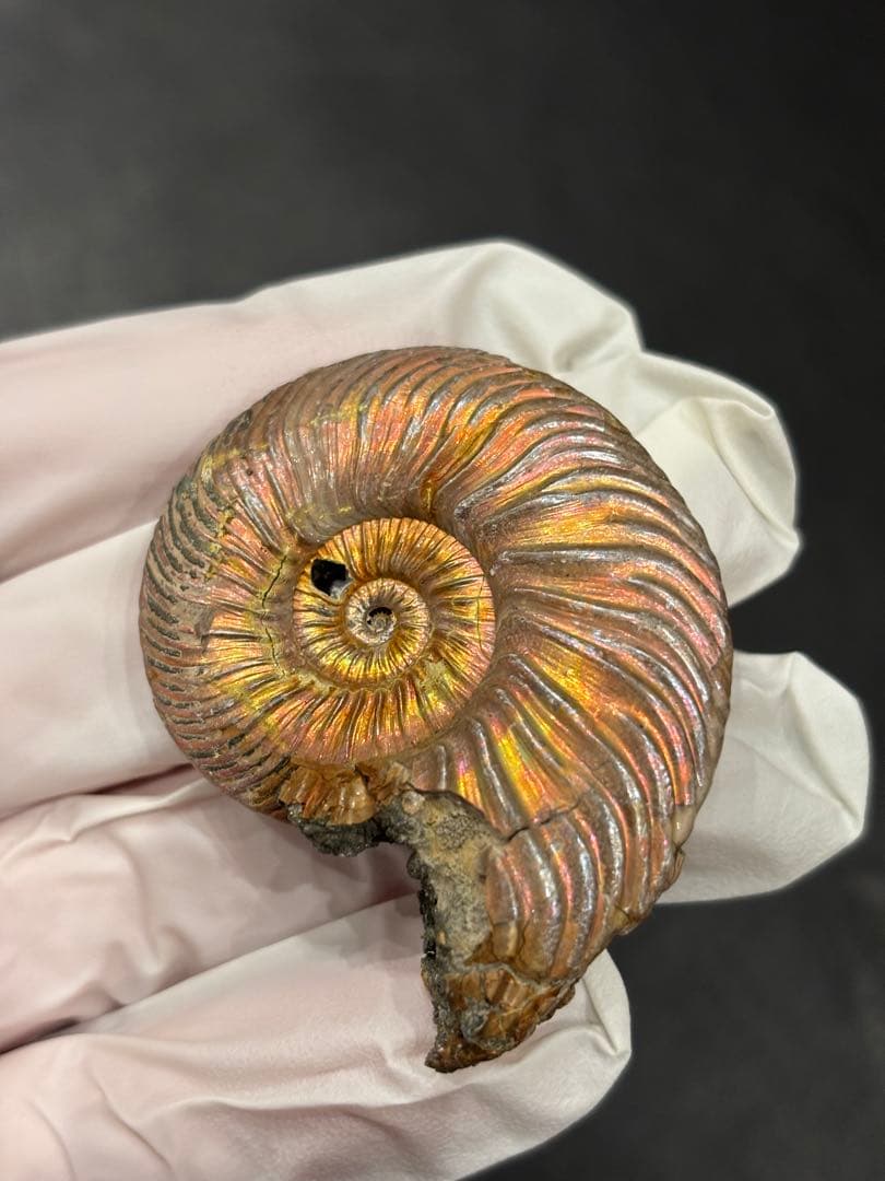 化石　クエンステッドセラス　アンモナイト 極めて上質！黄鉄鉱に置換されたアンモナイト、クエンステッドセラス