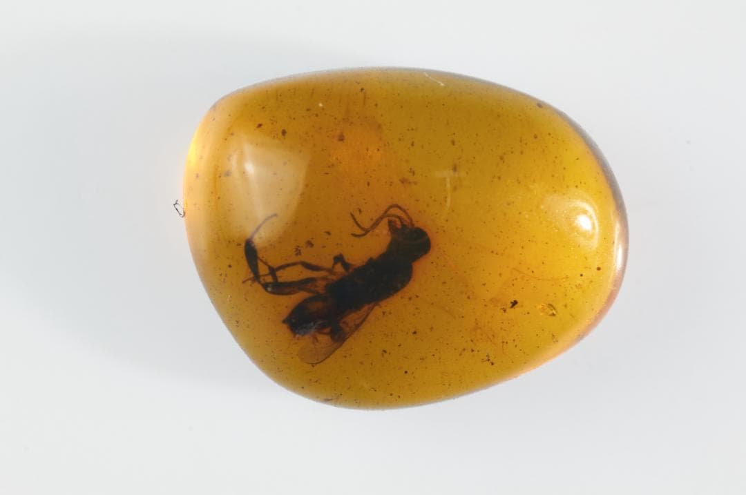 ZB379虫入り琥珀化石 ミャンマー カムティかタナイ産 9900万年前