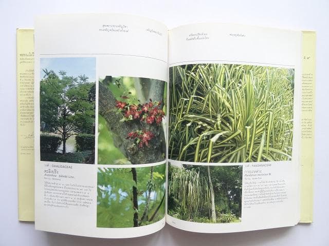 【専用】洋書2冊◆ラーマ9世公園写真集 / パッターニー 画集 作品写真集