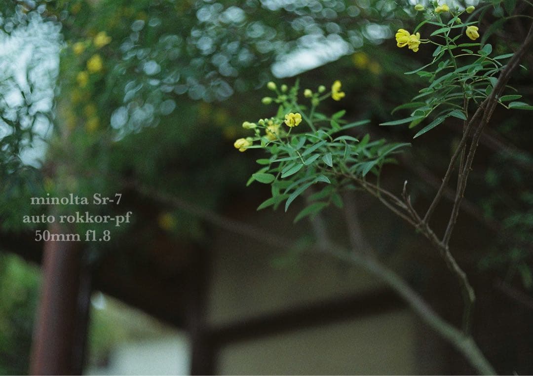 ☆希少美品☆minolta sr-7/緑のロッコールf1.8☆完動品＊初期保証付