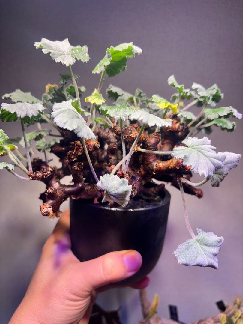 ペラルゴニウム　ミラビレ　発根済み ペラルゴニウム ミラビレ 大株【発根済み】HK2402634(T) | RAFLUM