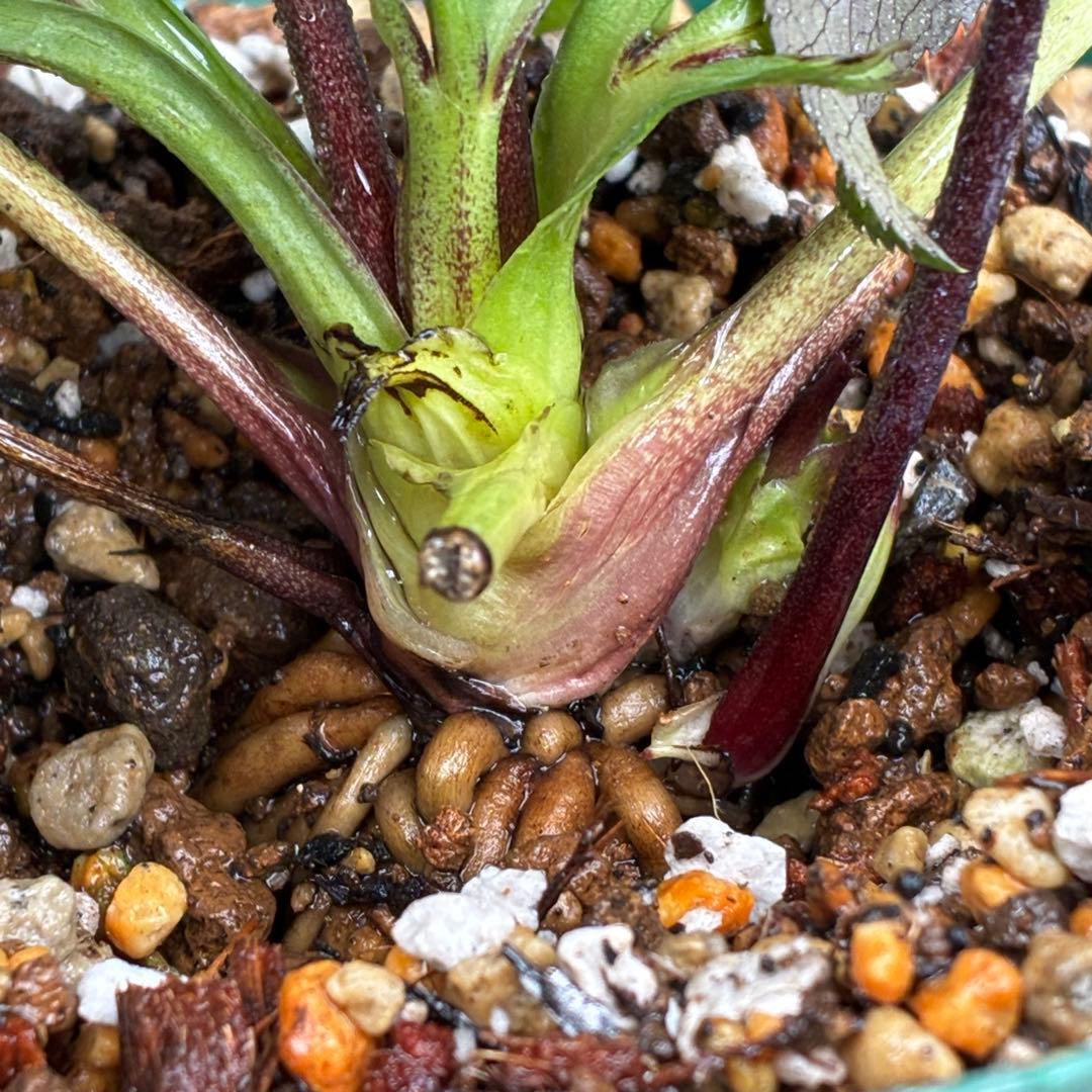 Y*i様 3551☘️蕾花付☘️超希少☘️筒型SD⭐️ポーセリン⭐️小輪⭐️ぼか