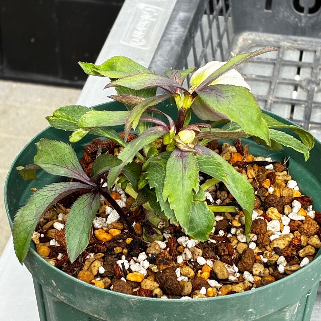 Y*i様 3551☘️蕾花付☘️超希少☘️筒型SD⭐️ポーセリン⭐️小輪⭐️ぼか