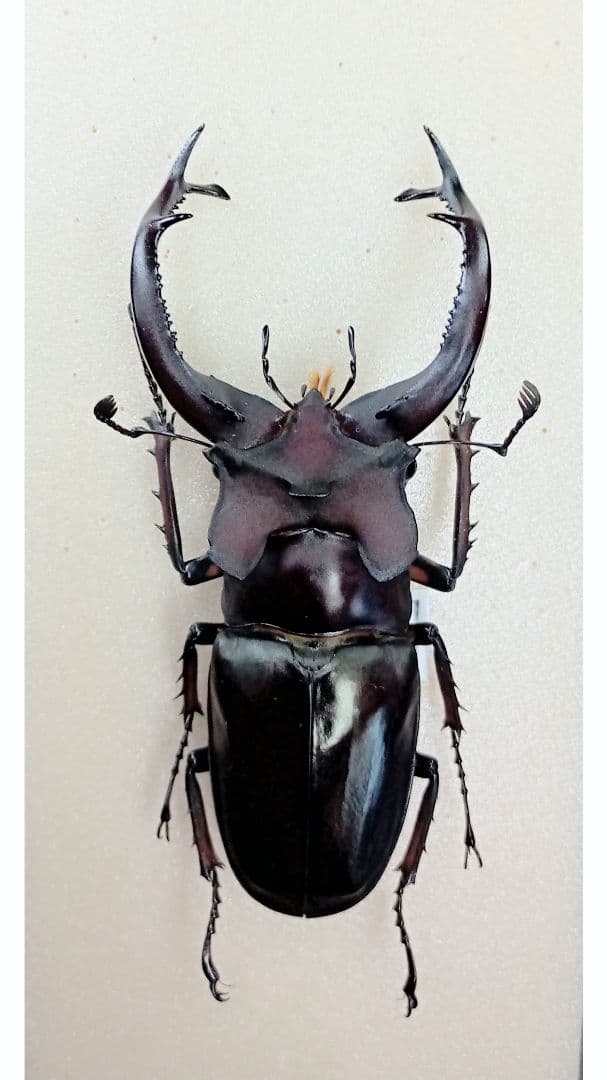 f*t様 オオクワガタ山梨県樹液採集個体♂15頭♀2頭ドイツ箱入り