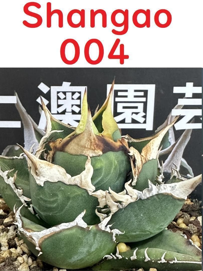 07 Shangao-004（バトルウルフ）（アガベ チタノタ） - メルカリ