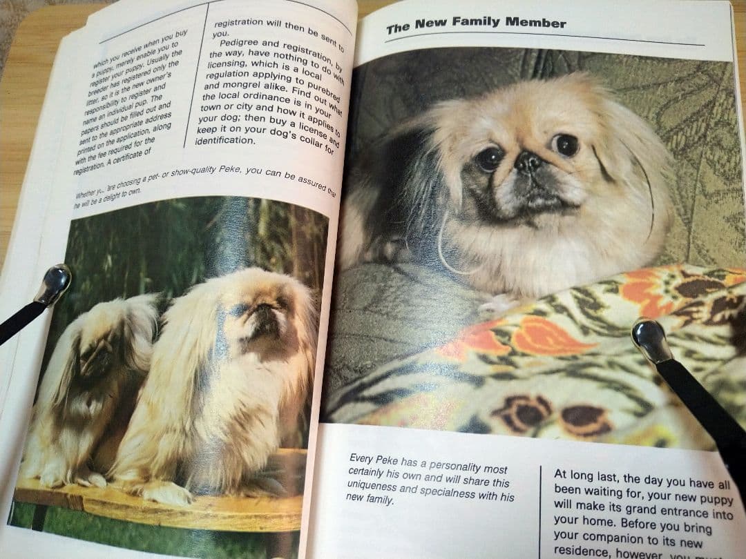 ペキニーズ書籍4冊セット 本 洋書 写真 pekingese PEKINGESE - メルカリ