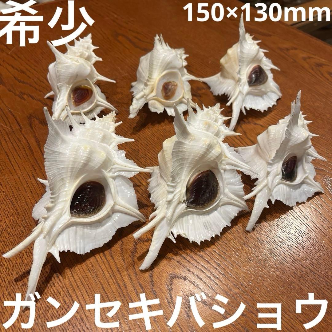 下*田様 【最終在庫】　美品　東シナ海産　蓋付き　ガンセキバショウ　6点セット 下*田様 【最終在庫】 美品 東シナ海産 蓋付き ガンセキバショウ 6点