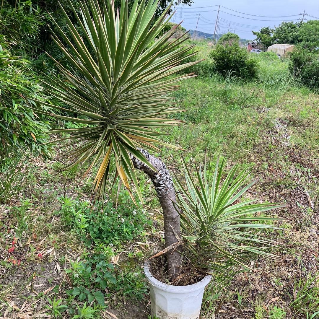 JP様 リクエスト 2点 まとめ商品の通販はau PAY マーケット - 輸入雑貨