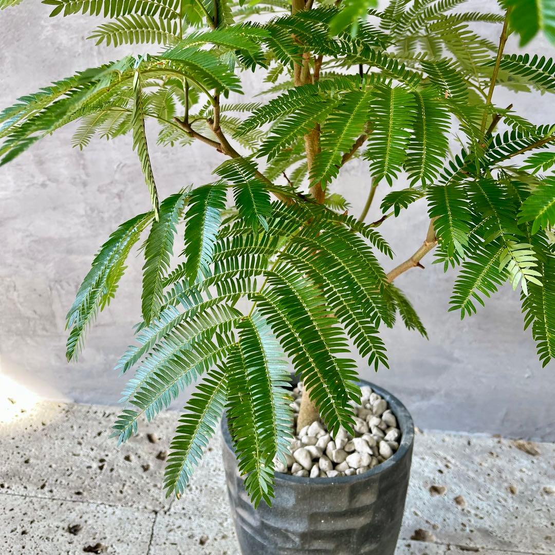 美形 大型 幹極太 エバーフレッシュ 朴仕立て 陶器鉢 植え込み発送