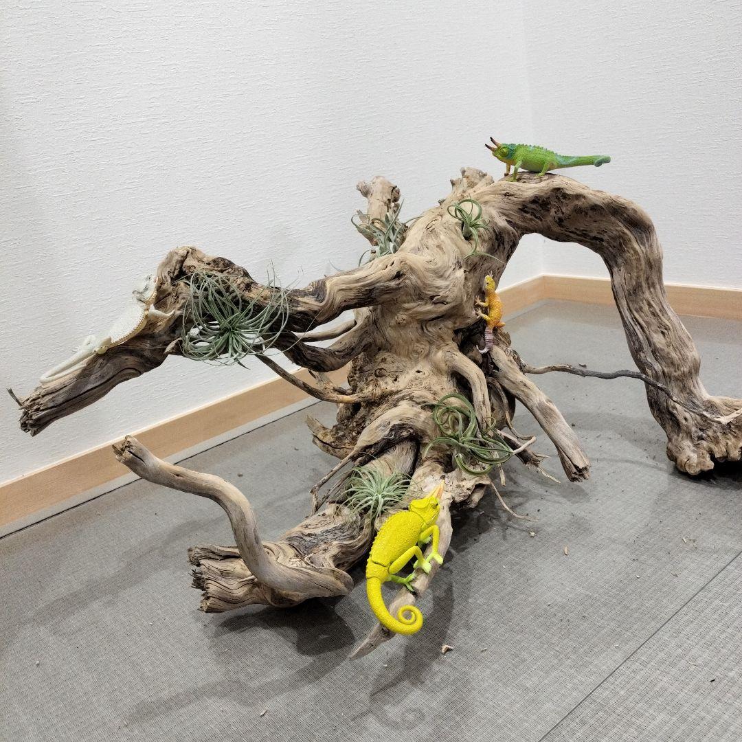 No.808】大型爬虫類レイアウト流木 爬虫類レイアウト✫インテリア