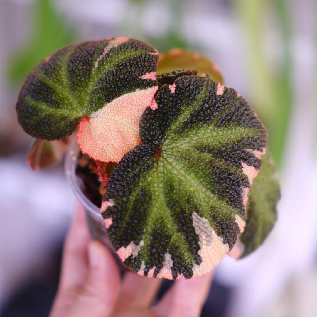 Begonia soli mutata Var.│ベゴニア ソリムタータ ピンク - メルカリ