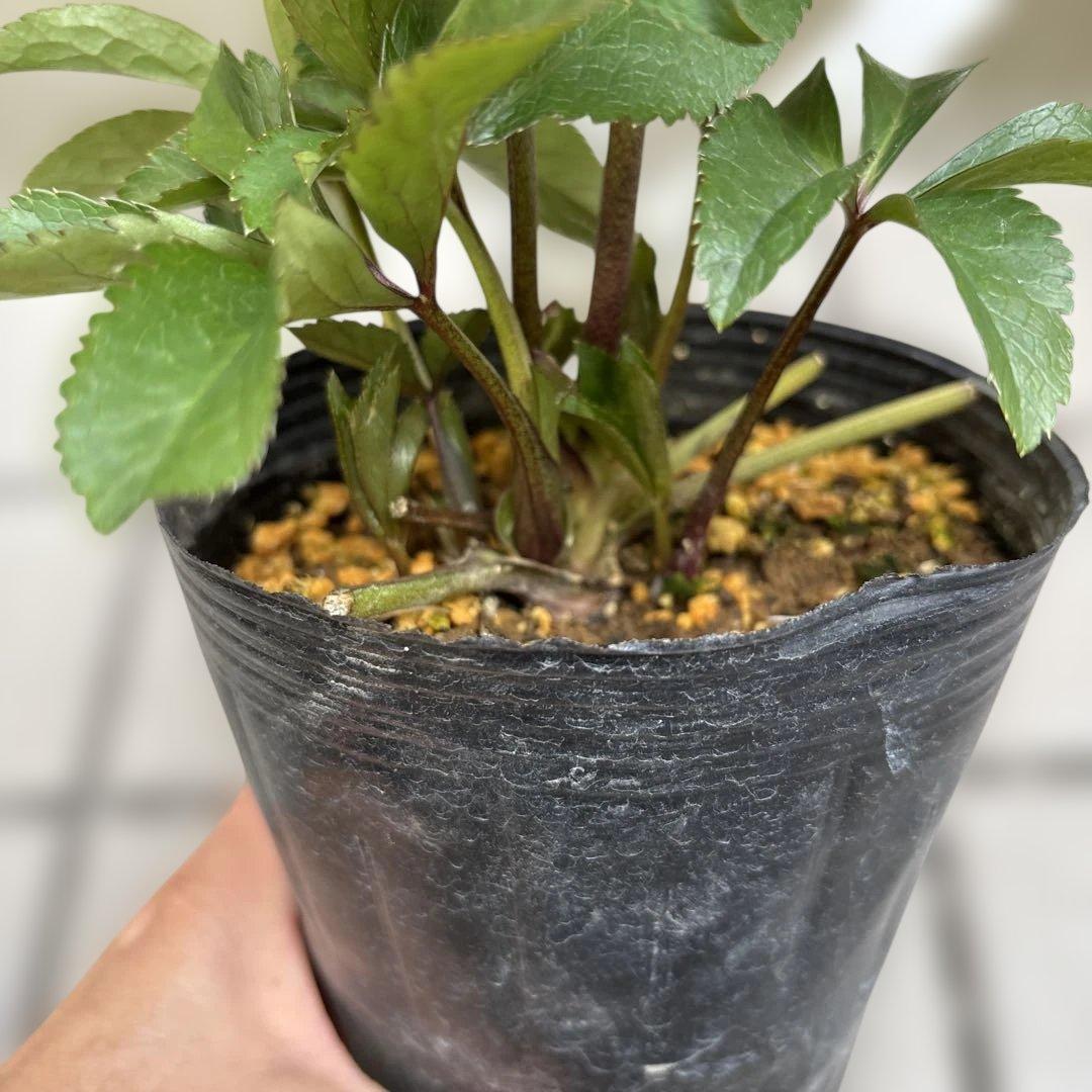 蜃気楼交配 dd 大木ナーサリー クリスマスローズ タグ付き 現品 開花株