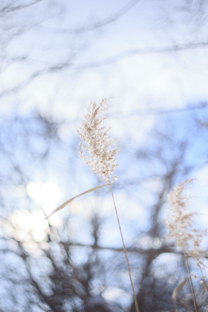 HELIOS-44M-4 58mm F2 《KMZ製》 【良品】