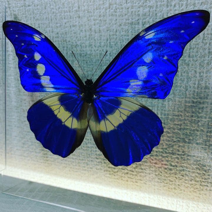 ヘレナモルフォ♂ ペルー・ティンゴマリア産 蝶 昆虫 標本 Morpho