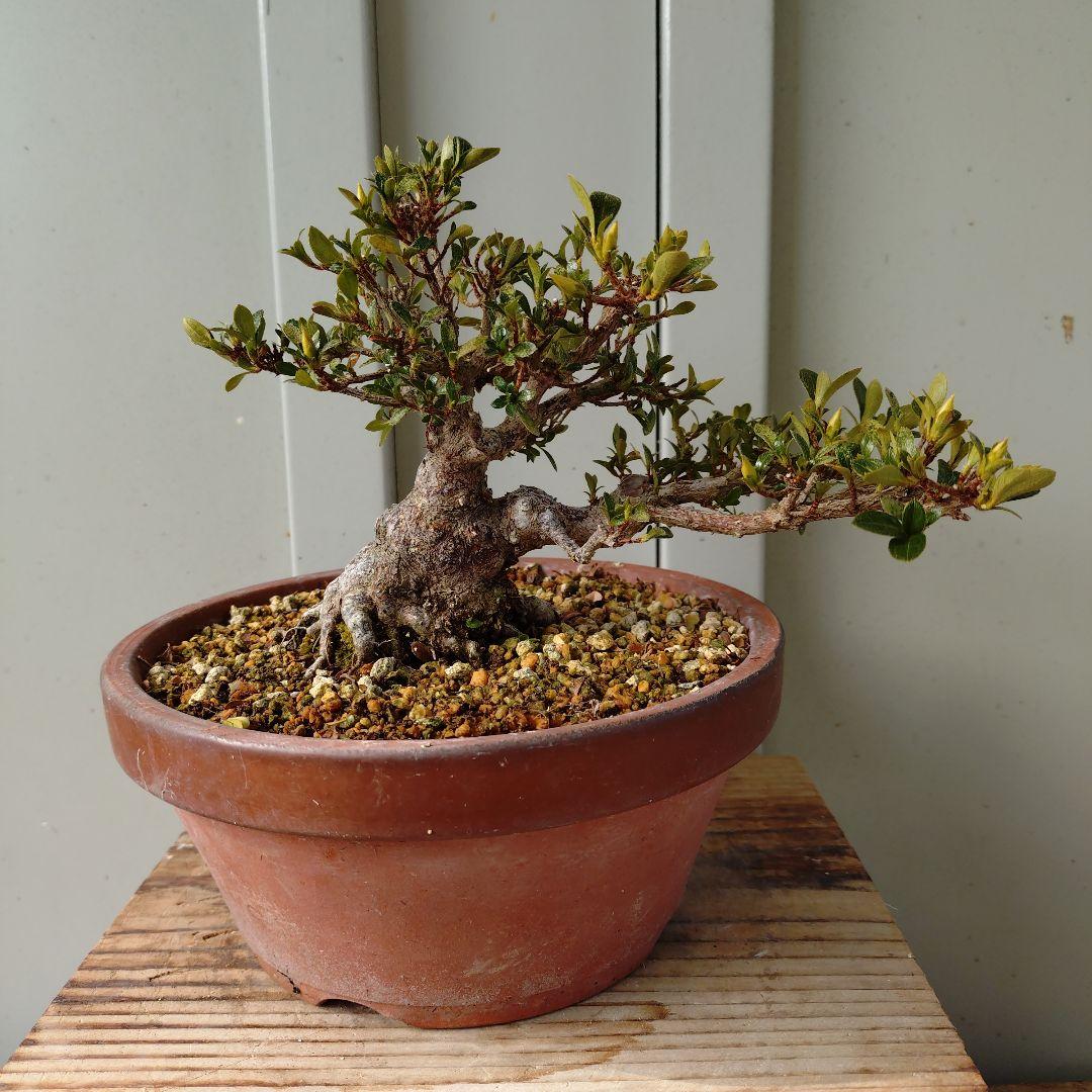 小品皐月　明美の月　短寸太幹　高13cm Yahoo!オークション -「明美の月」の落札相場・落札価格