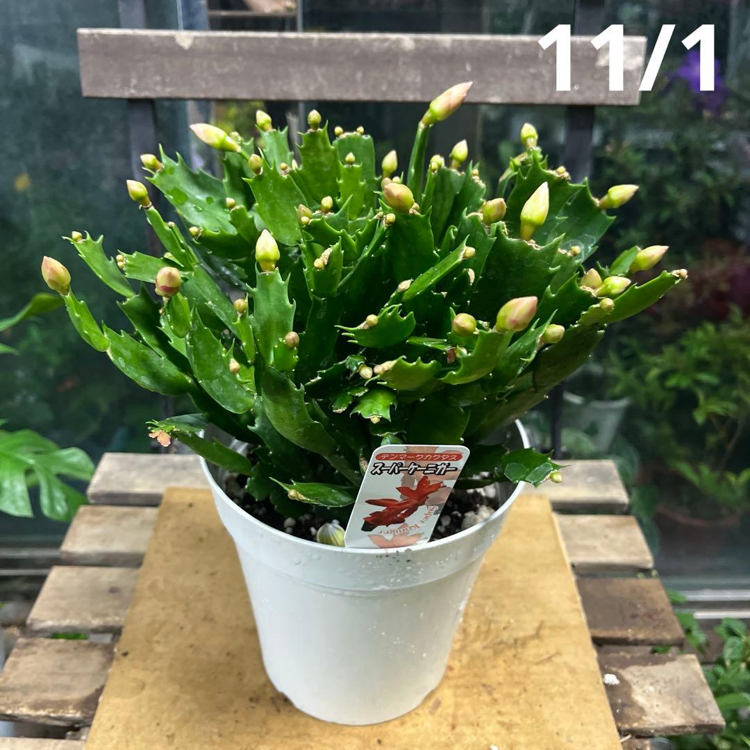 デンマークカクタス スーパーケニガー 5寸鉢ごと 苗 植物 本日入荷