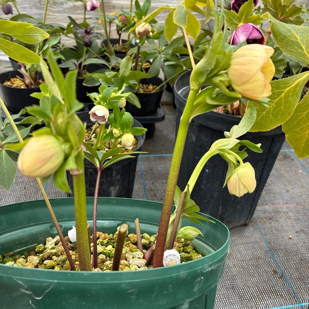 クリスマスローズ 手毬 7寸