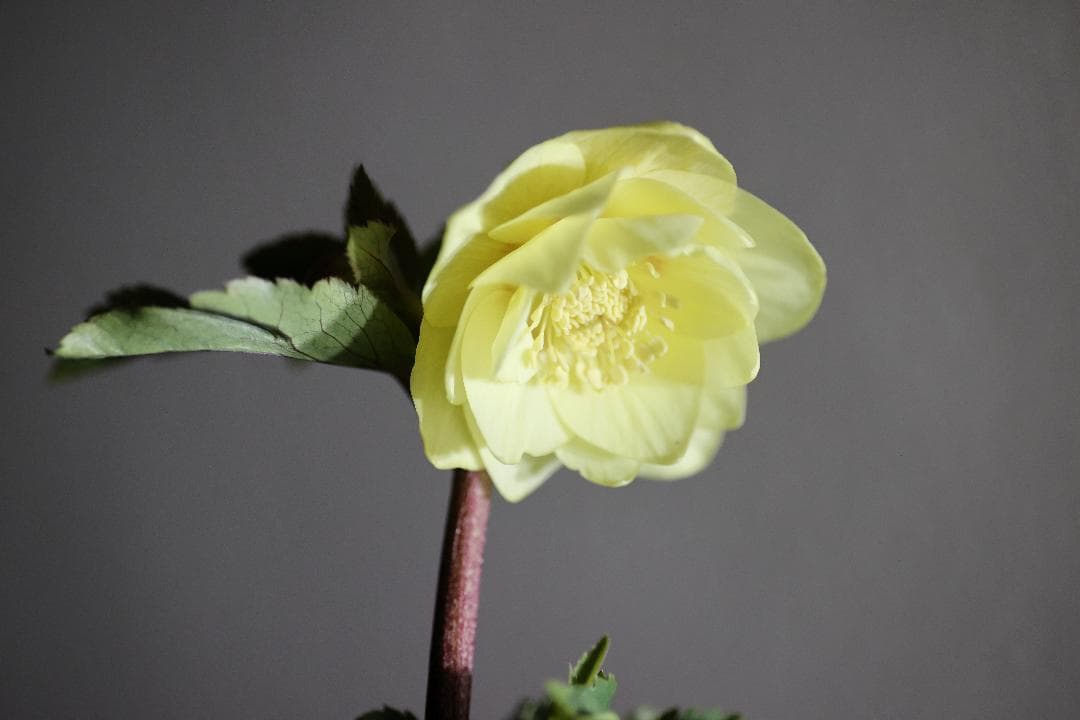 クリスマスローズ 開花株 かぐや姫hyb - メルカリ