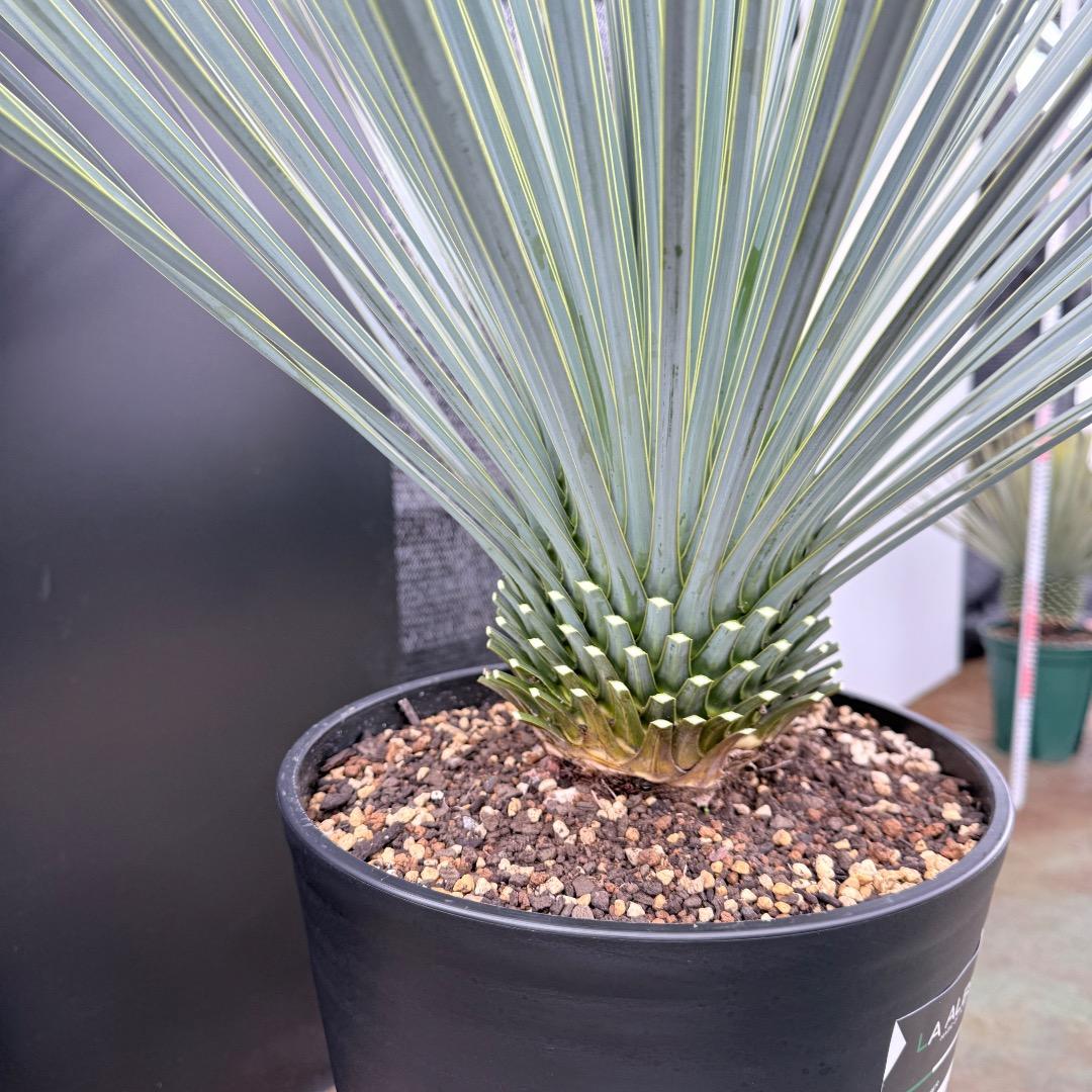 AL1205】ユッカ ロストラータ ランチョブルー（品種名）