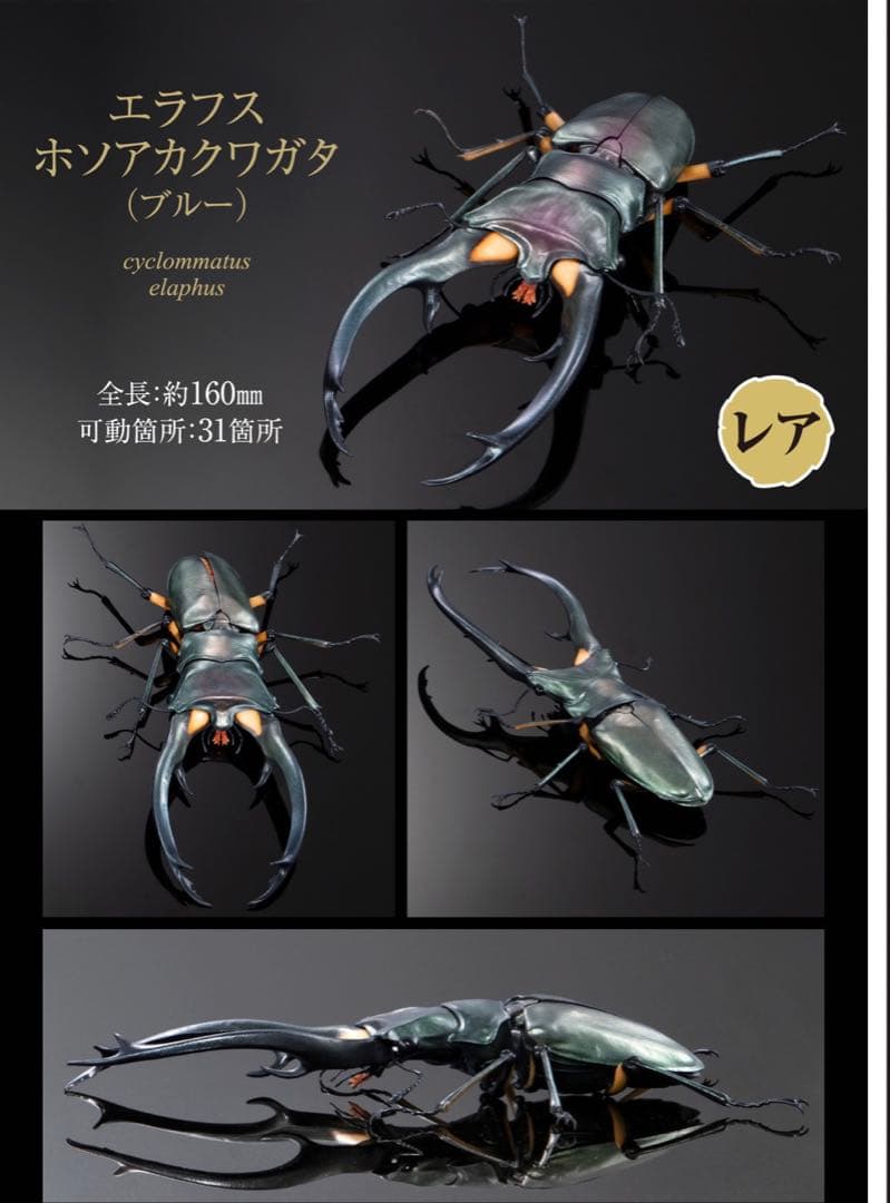 新品 エラフスホソアカクワガタ（ブルー） レア いきもの大図鑑