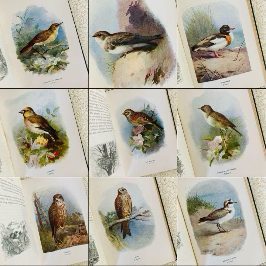 洋書 古書 Familiar Wild Birds 1&2巻 アンティーク鳥図鑑