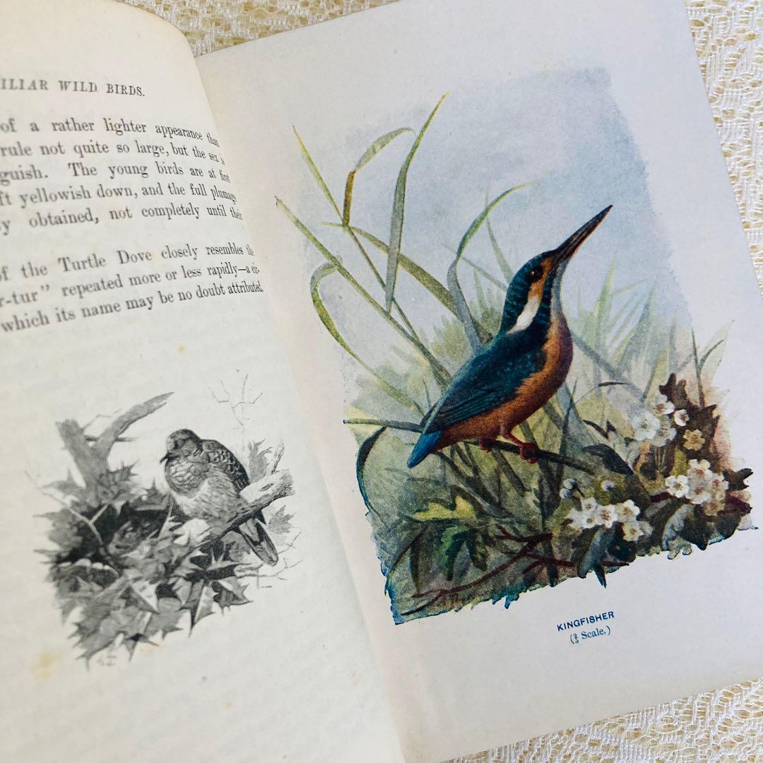 洋書 古書 Familiar Wild Birds 1&2巻 アンティーク鳥図鑑