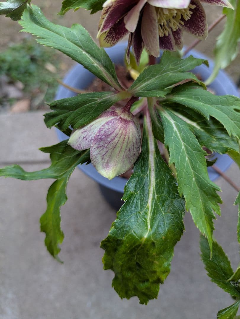 クリスマスローズ ダブル グリーンブロッチ 平咲き〈広瀬園芸〉 - メルカリ