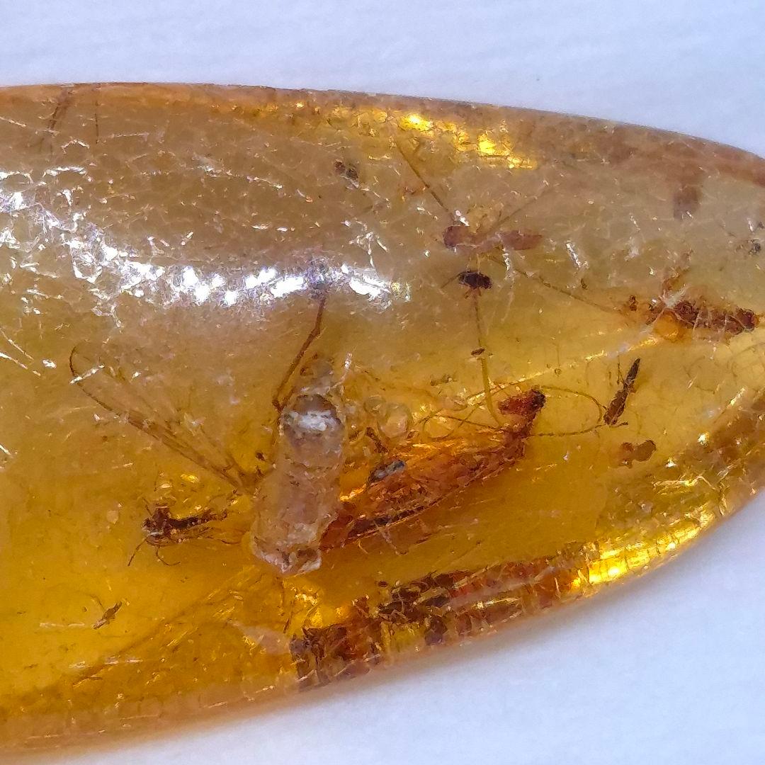 美品 虫入り コーパル 化石 天然 マダガスカル海産 51.16mm cp3