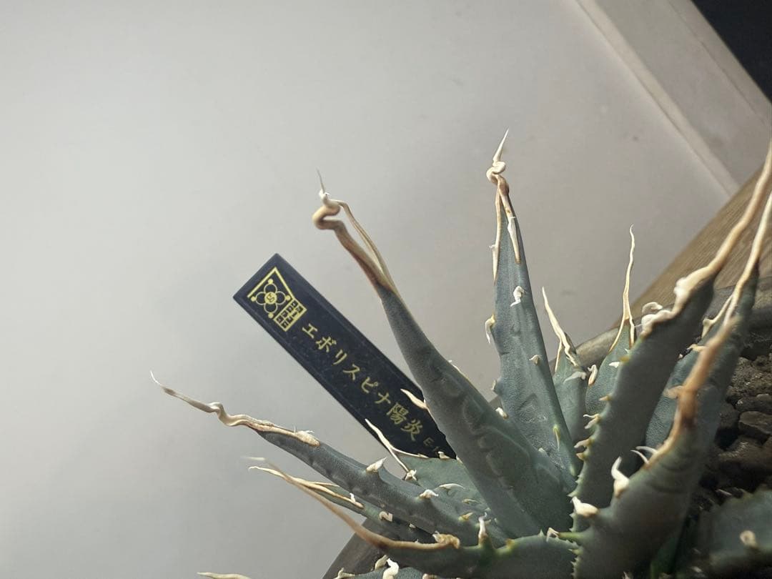 エボリスピナ【陽炎】【うねり】【m&m】