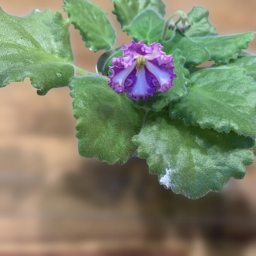 セントポーリア Zaca's Georgette 初開花株 縞花