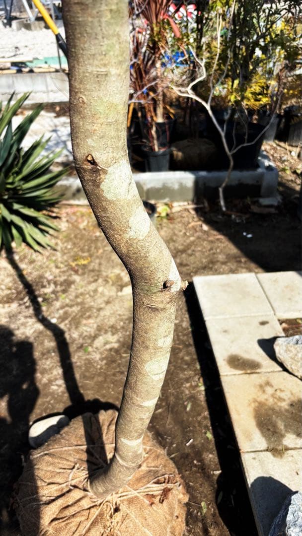 希少。特大山採りソヨゴ雌株4.2M(鉢底から) - メルカリ