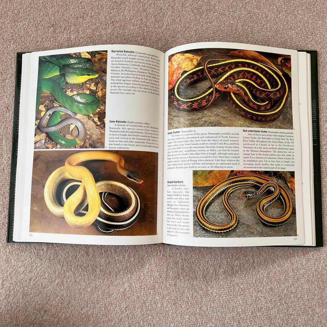 洋書 Reptiles & Amphibians 爬虫類、両生類 - メルカリ