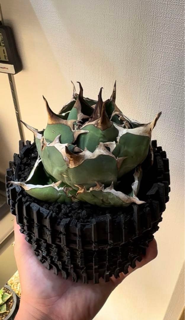 イラン株 アガベ ペルシアンドワーフ仔株 アガベ チタノタ ボール 鋸歯