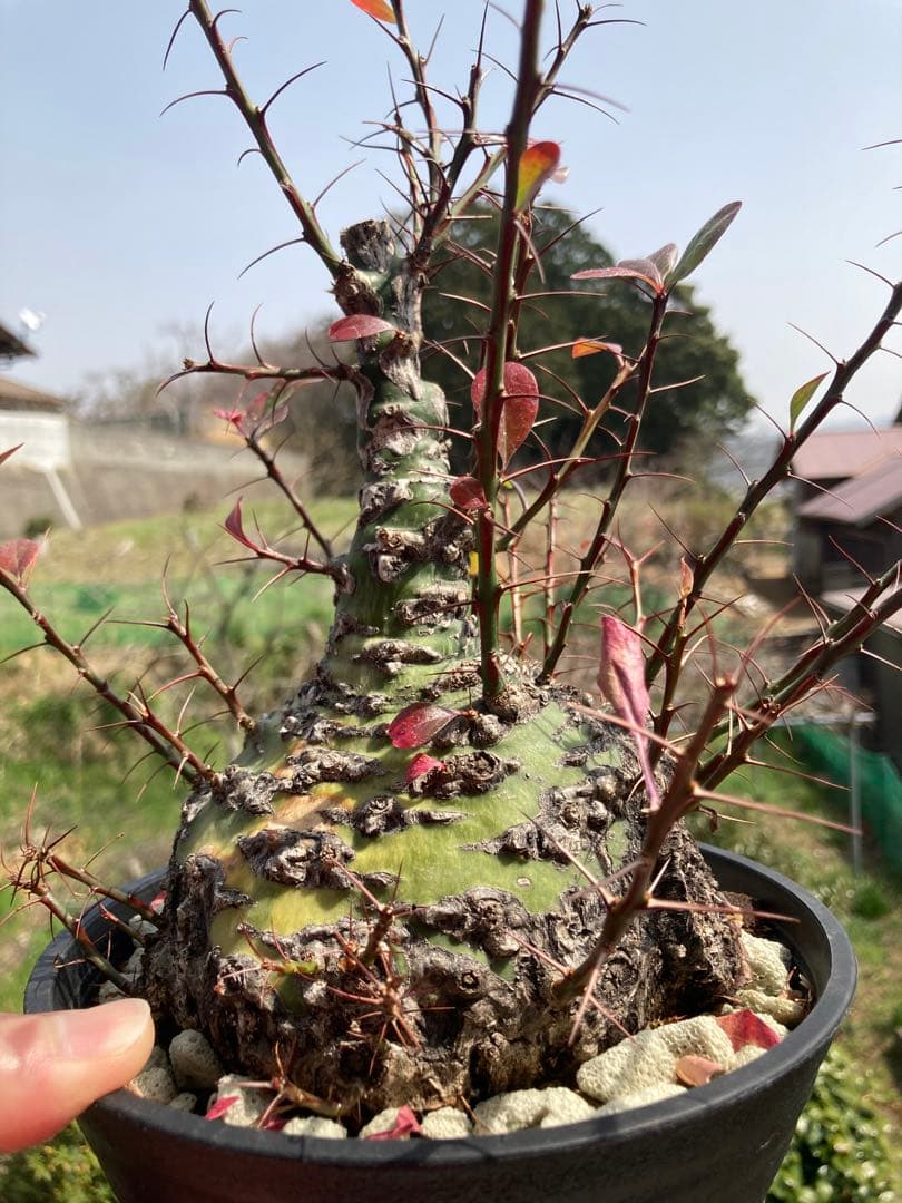 週末限定価格】【塊根幅13cm】フォークイエリア ファシクラータ 特大美株