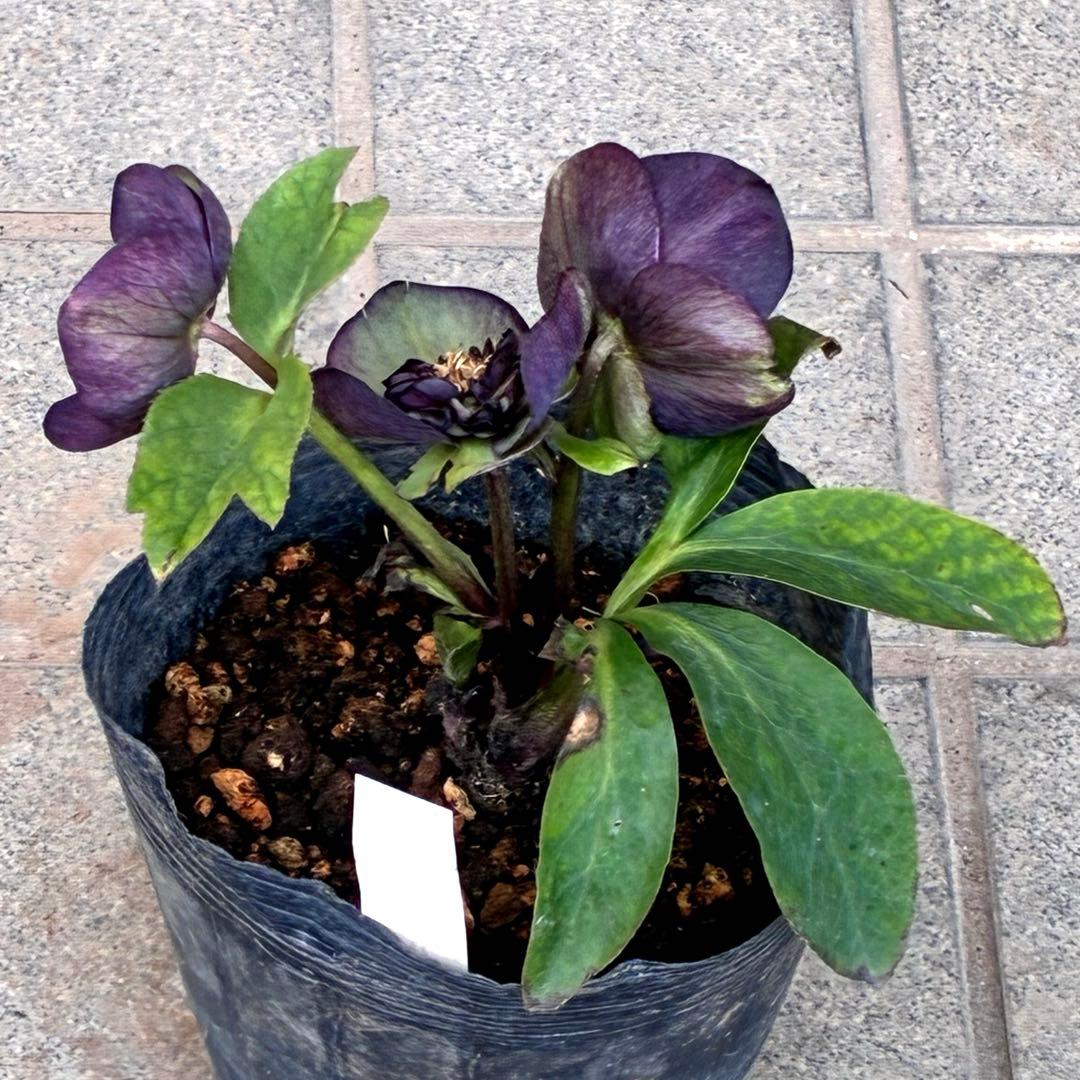 m*i様 3429☘️花付き☘️SD⭐️ボリューム艶ピコSD⭐️バイカラー⭐️コ