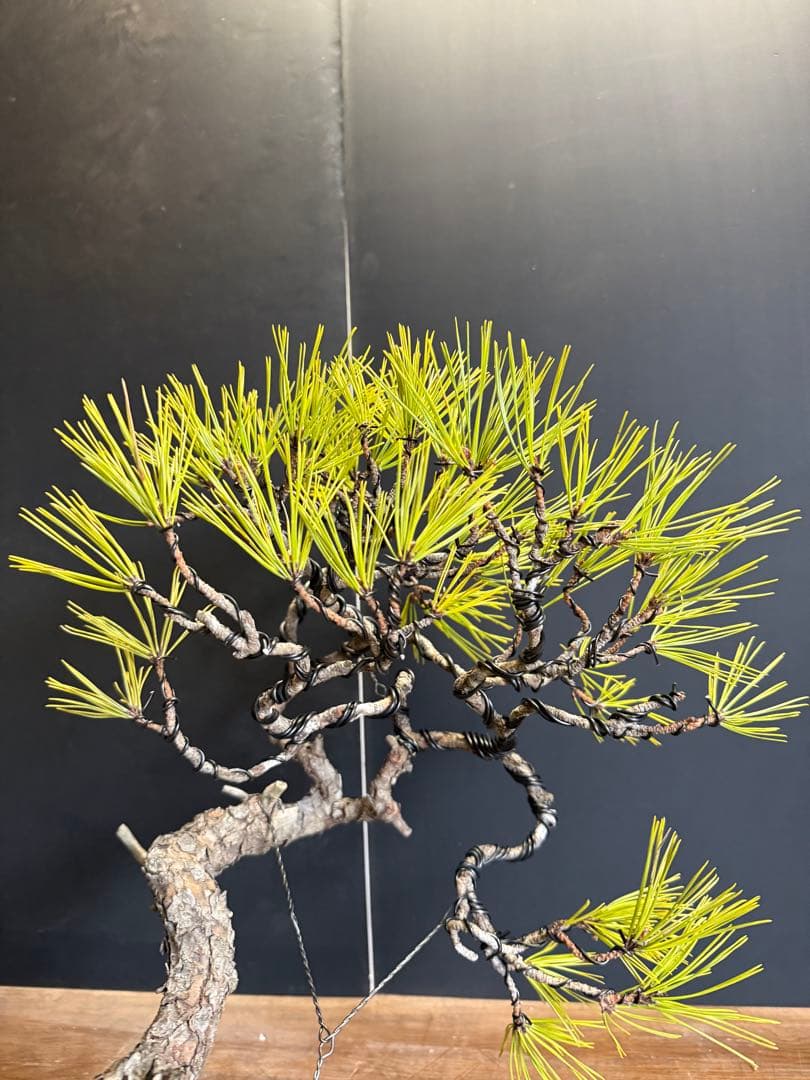 特別オークション 赤松盆栽文人木石付き古木苔即戦力 - メルカリ