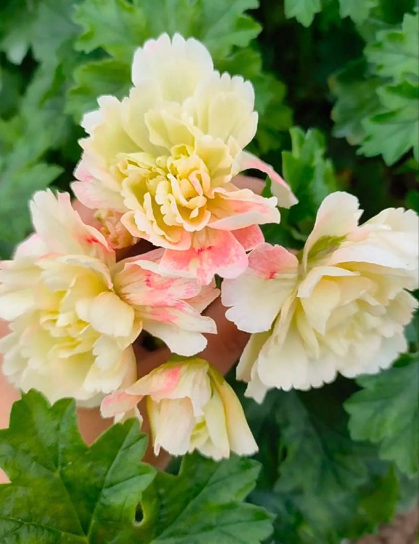 入手困難ゼラニウム苗 - メルカリ