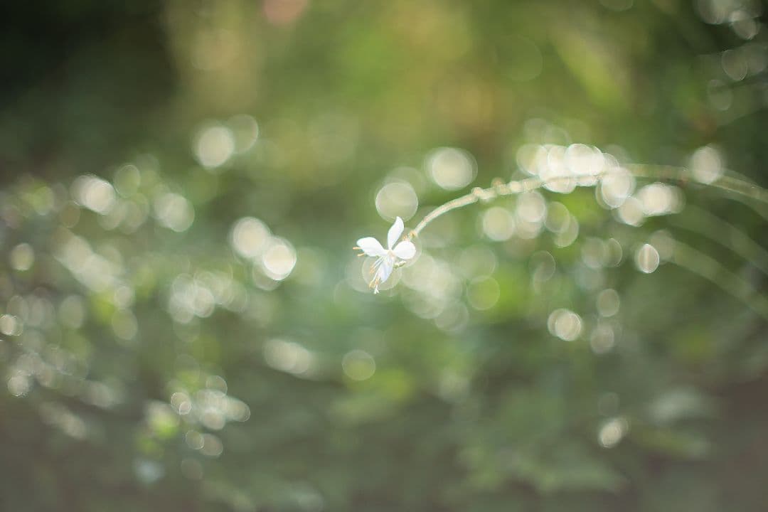 《希少》YASHICA AUTO YASHINON-DX 50mm F1.4