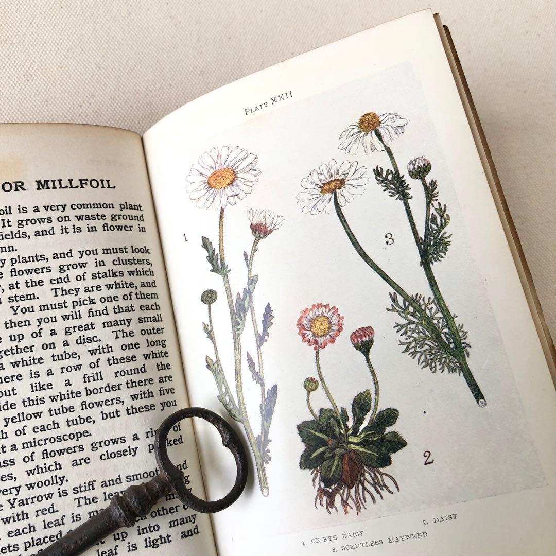 1900年代初期版！ イギリスの希少なアンティーク植物図鑑 花の図鑑
