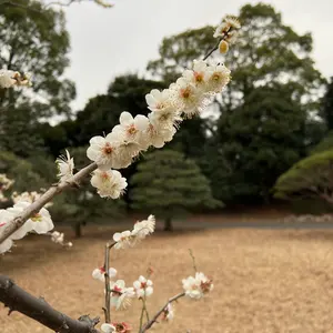 高橋幸宏 ブルームーンブルー2007年 直筆サイン入りパンフレット