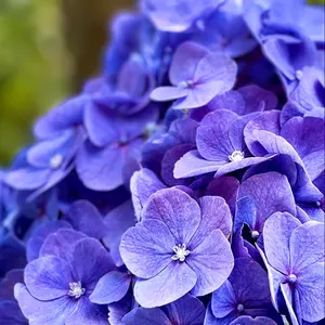 非売品】 イクイノックス 額入り ゼッケン サイン入り 競馬 JRA - メルカリ