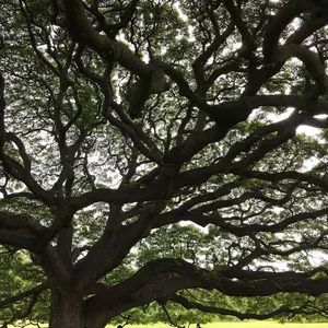 ホピ ゲーリー＆エルシー ヨヨキー ネックレストップ ミツバチ