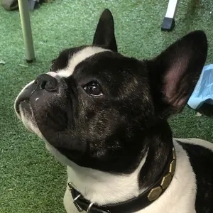 myu様専用】SLA# 43cm【エクステバラ売り】 - メルカリ