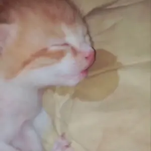 ウニョク SS9 ROAD SHOW SUPERJUNIOR トレカ ラキドロ - メルカリ