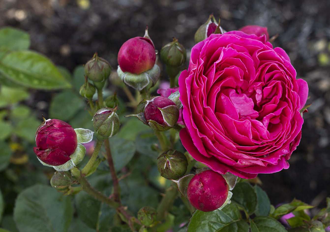 PowerPuff Pink® - Star® Roses and Plants